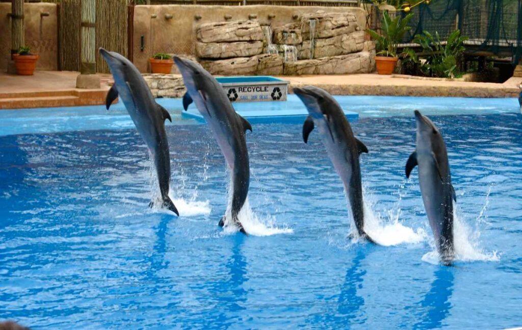 A complete guide on Dubai Dolphinarium