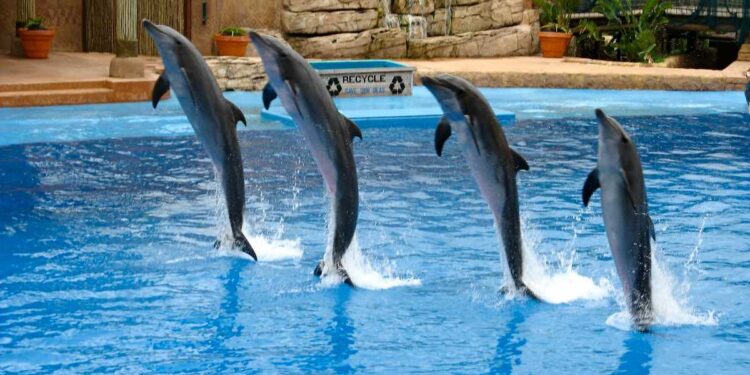 A complete guide on Dubai Dolphinarium