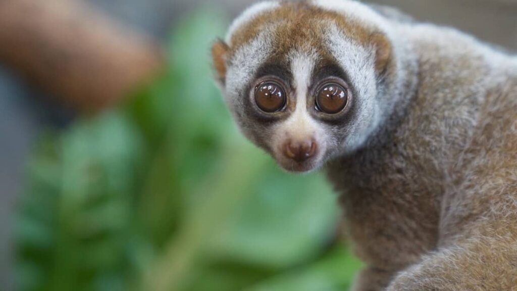 Lonely Loris