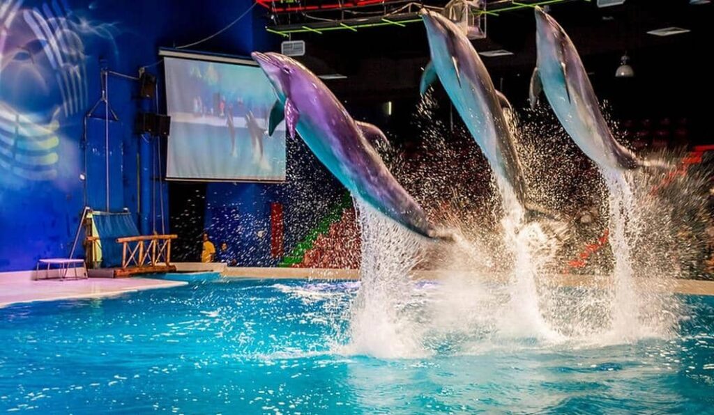 A complete guide on Dubai Dolphinarium