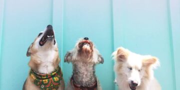 Dubai’s pet-friendly Communities