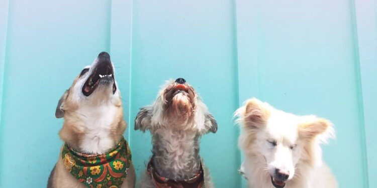 Dubai’s pet-friendly Communities