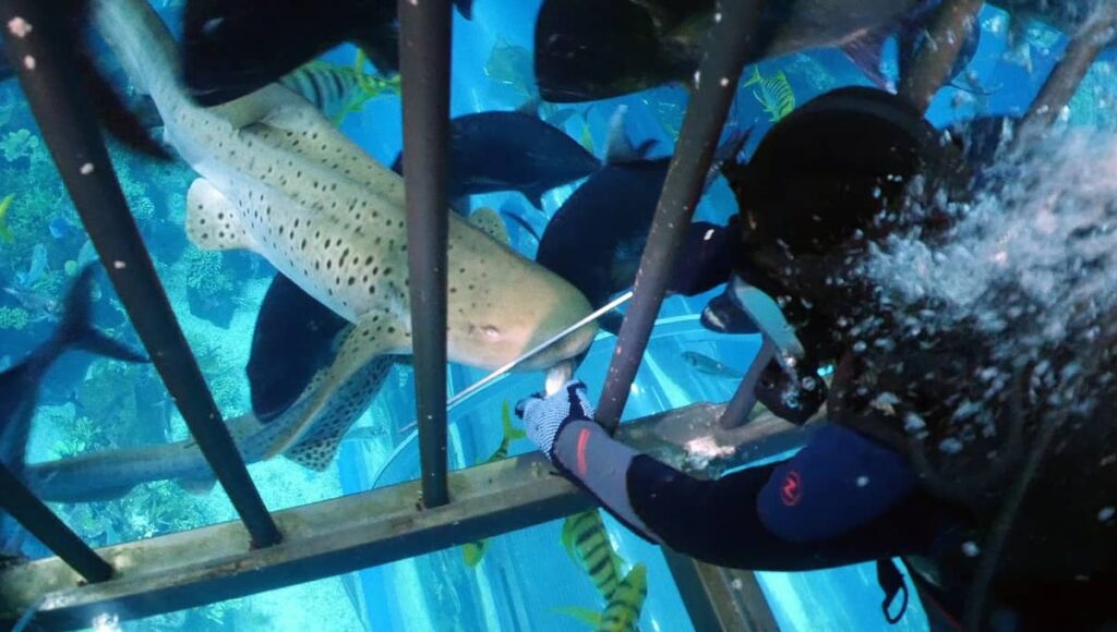 Shark Feeding Encounter
