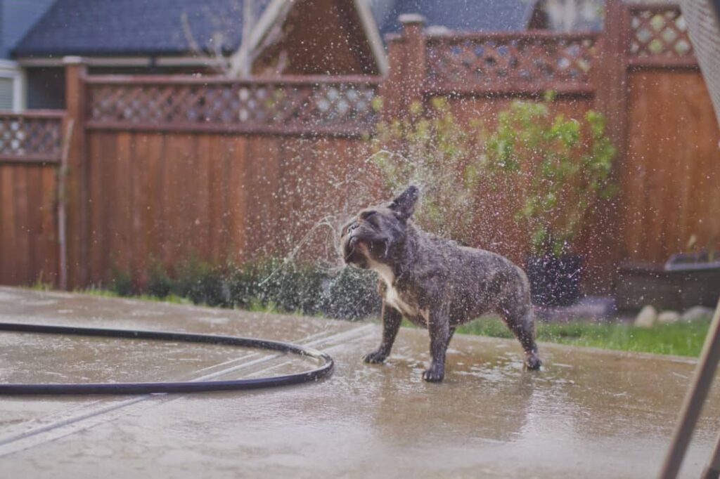 Dubai’s pet-friendly Communities