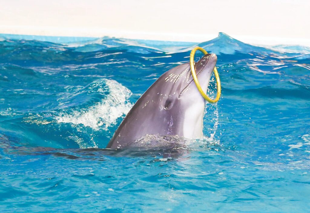 A complete guide on Dubai Dolphinarium