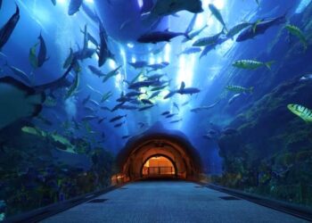 Underwater Zoo And Aquarium In Dubai