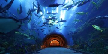 Underwater Zoo And Aquarium In Dubai
