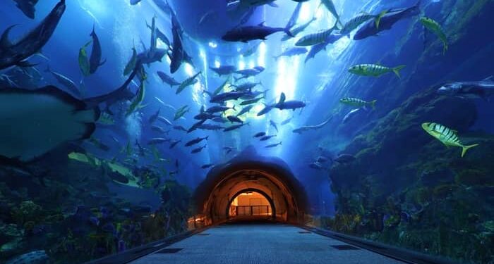 Underwater Zoo And Aquarium In Dubai