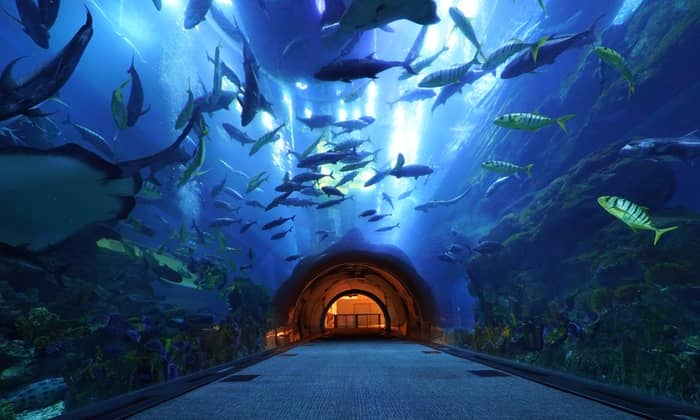 Underwater Zoo And Aquarium In Dubai