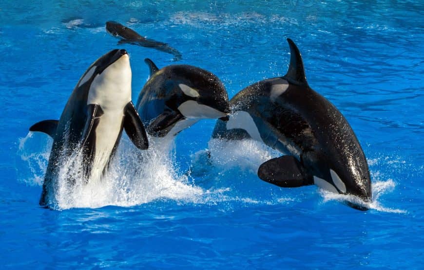 A complete guide on Dubai Dolphinarium