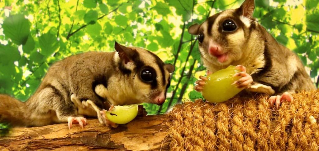 Sugar Glider Encounter