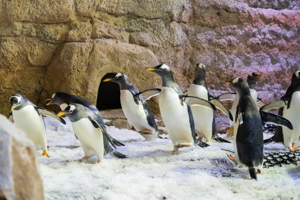 - Meet the Penguins: