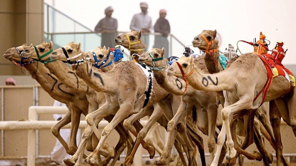 Al Sawan Camel Track: