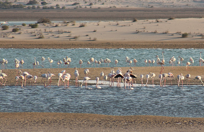 Al Wathba Wetland Reserve